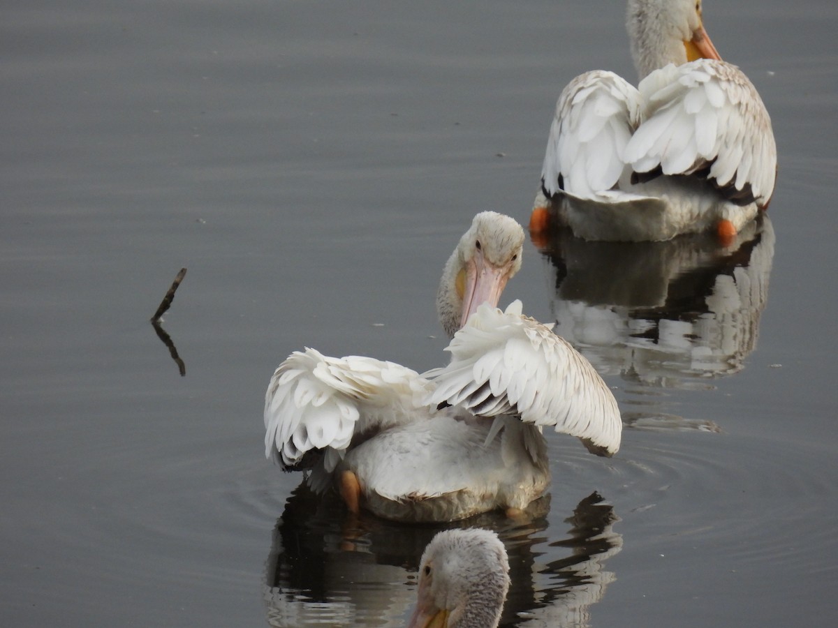 American White Pelican - Liren Varghese