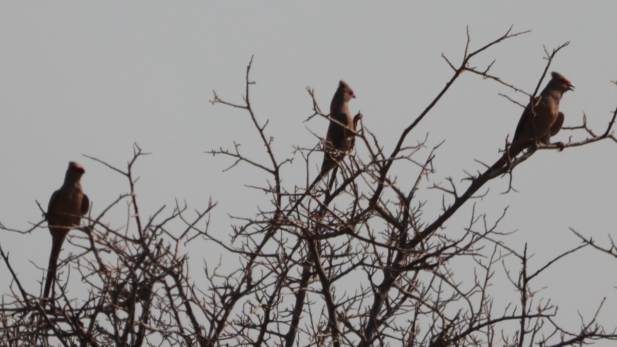 Red-faced Mousebird - Bez Bezuidenhout