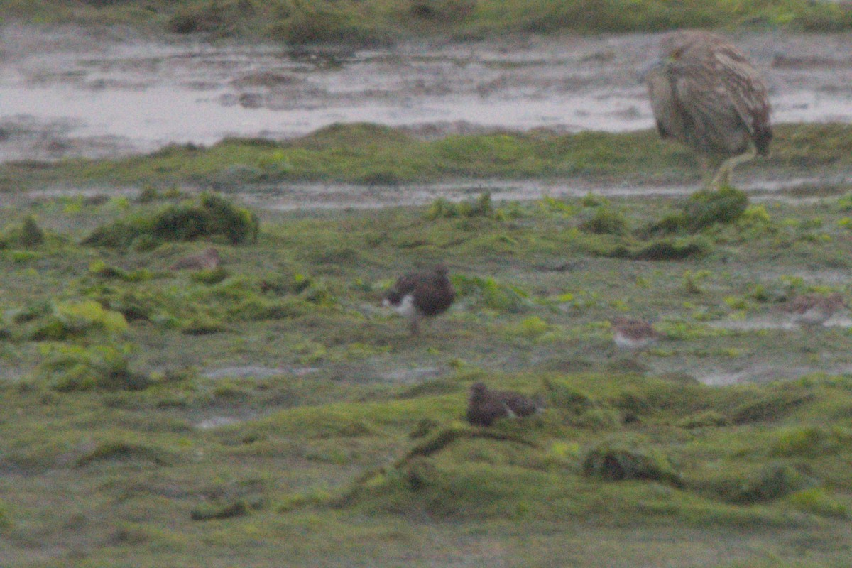 Black Turnstone - ML623998009