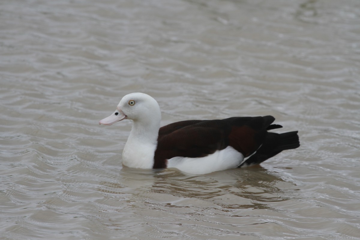 Radjah Shelduck - ML62399801