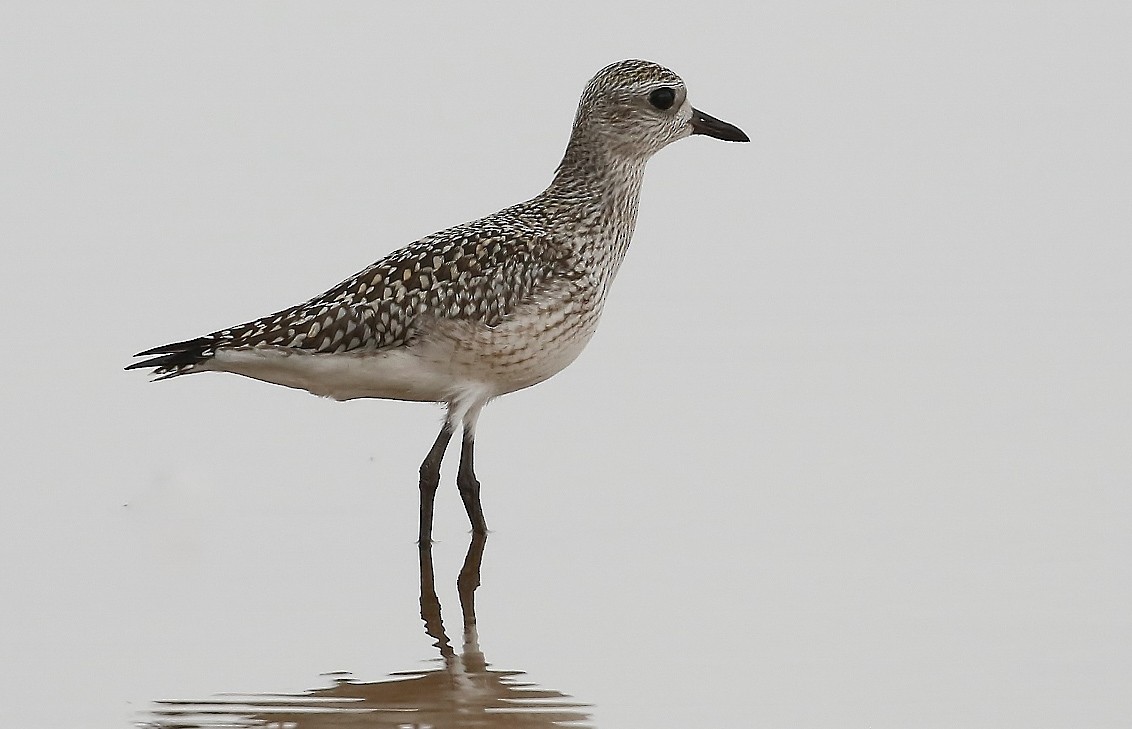 Black-bellied Plover - ML623998023