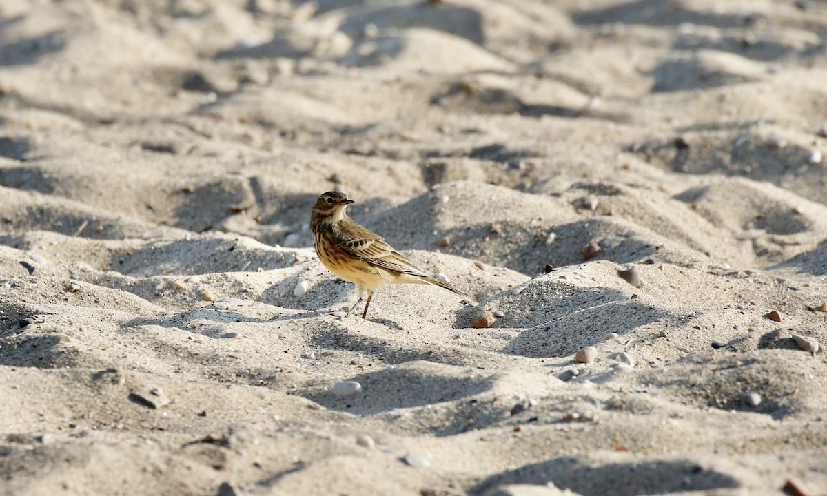 American Pipit - ML623998059