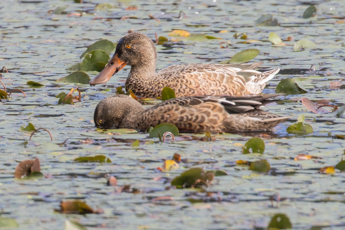 Canard souchet - ML623998061