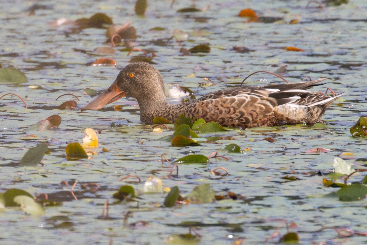 Northern Shoveler - ML623998062