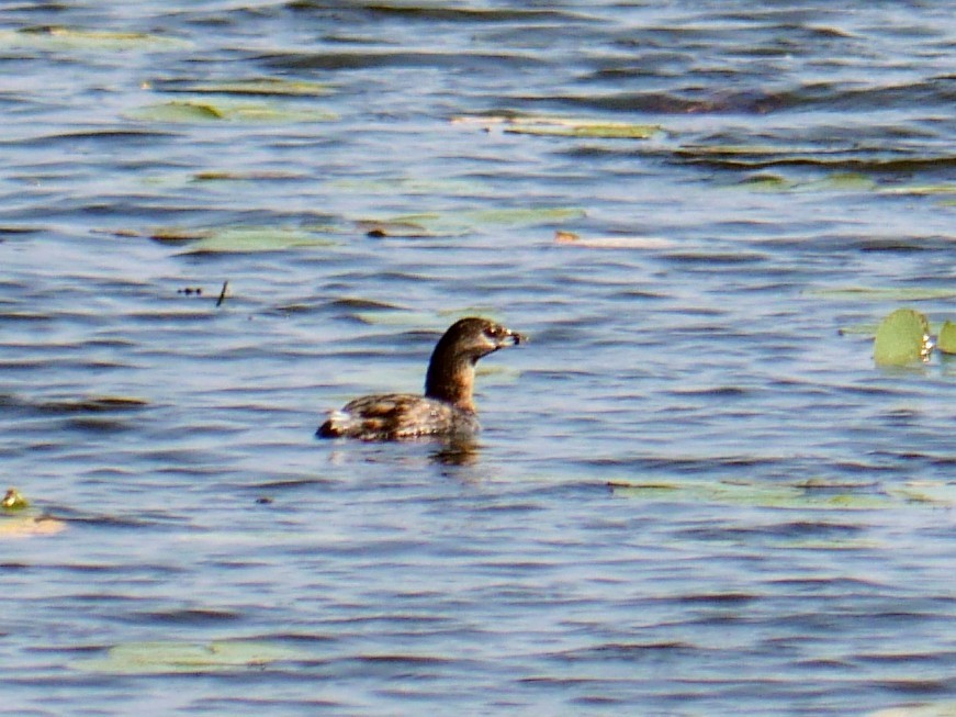 Pied-billed Grebe - Cécile Charlton