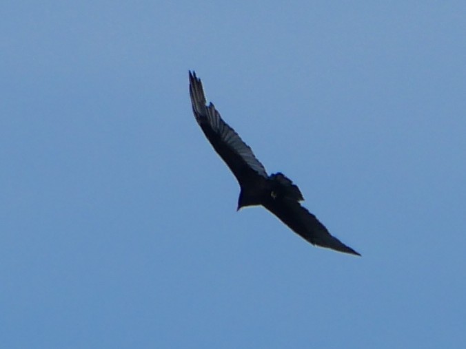 Turkey Vulture - ML623998090