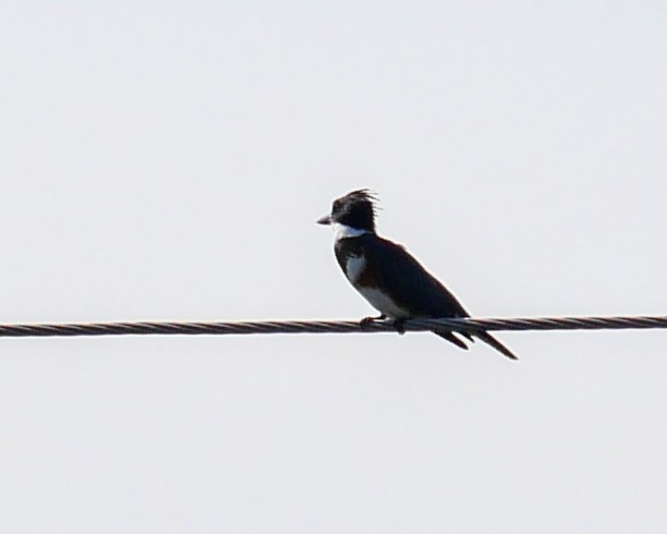 Belted Kingfisher - ML623998102