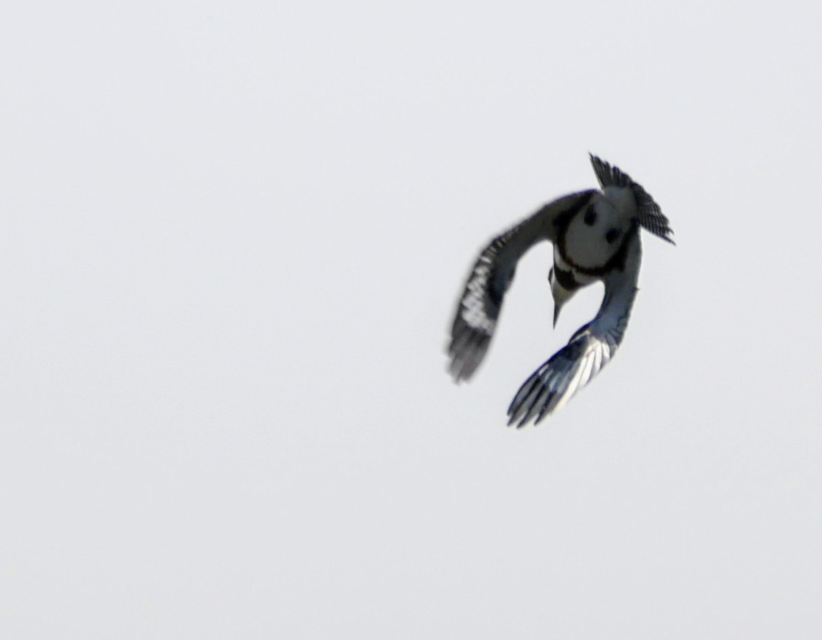 Belted Kingfisher - ML623998103