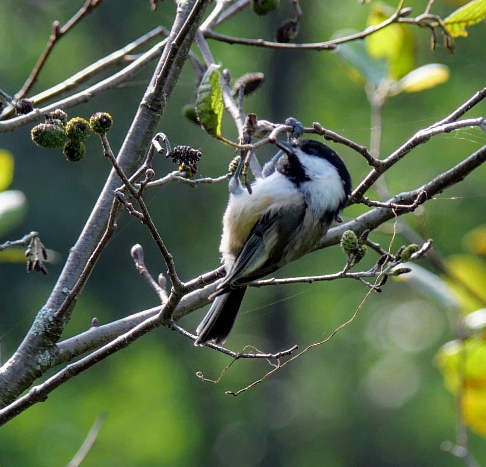 Black-capped Chickadee - ML623998105