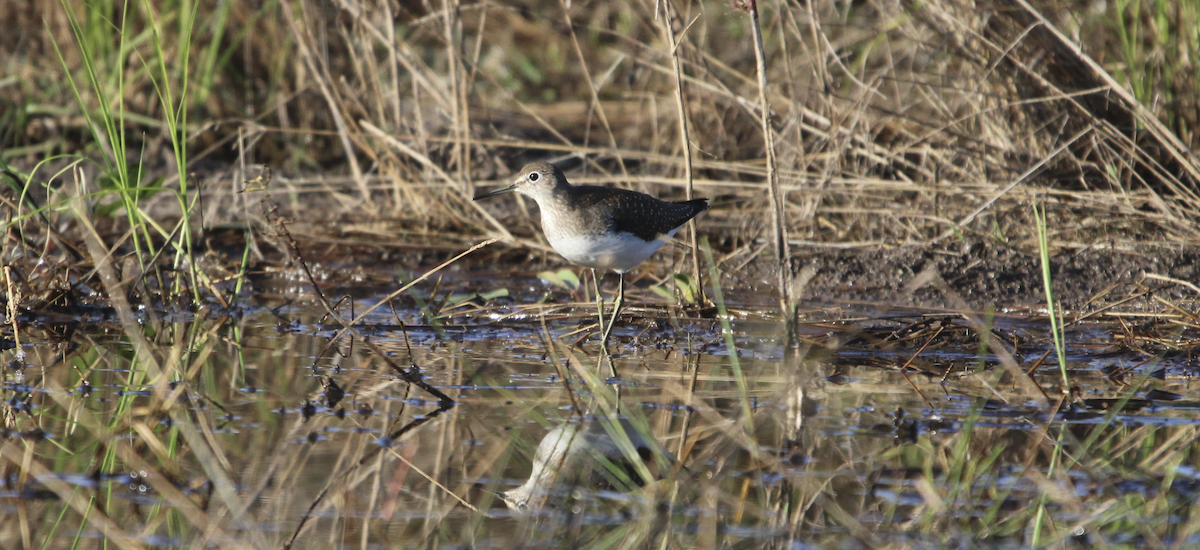 Solitary Sandpiper - ML623998106