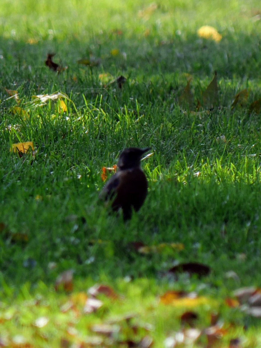 American Robin - ML623998113