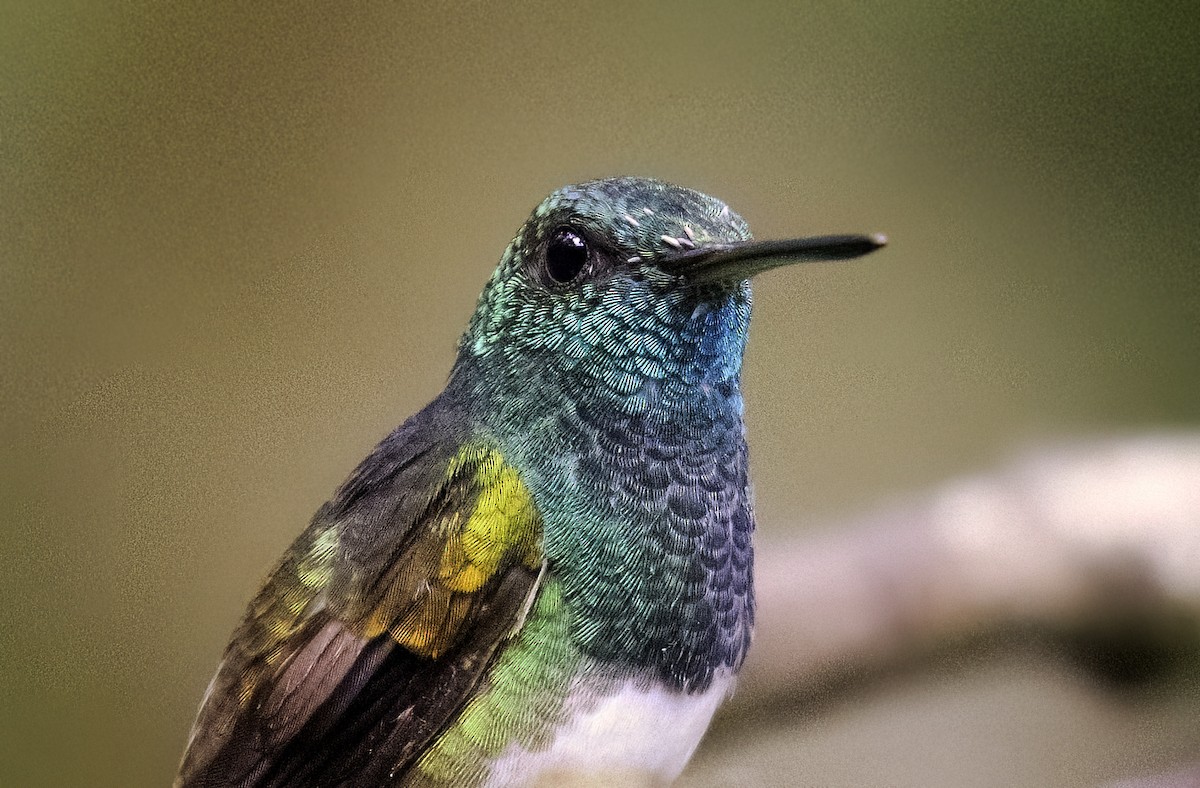 Snowy-bellied Hummingbird - ML623998116