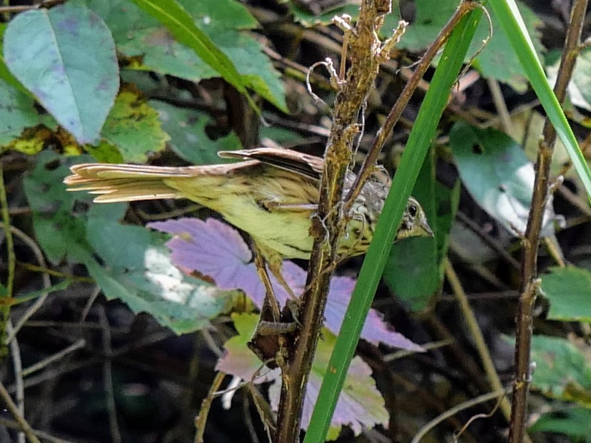 Song Sparrow - ML623998125