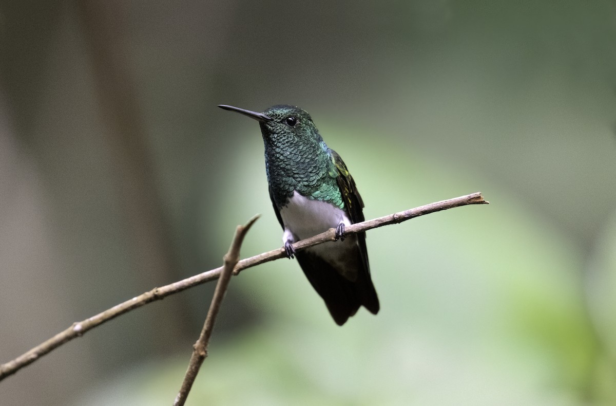 Snowy-bellied Hummingbird - ML623998129