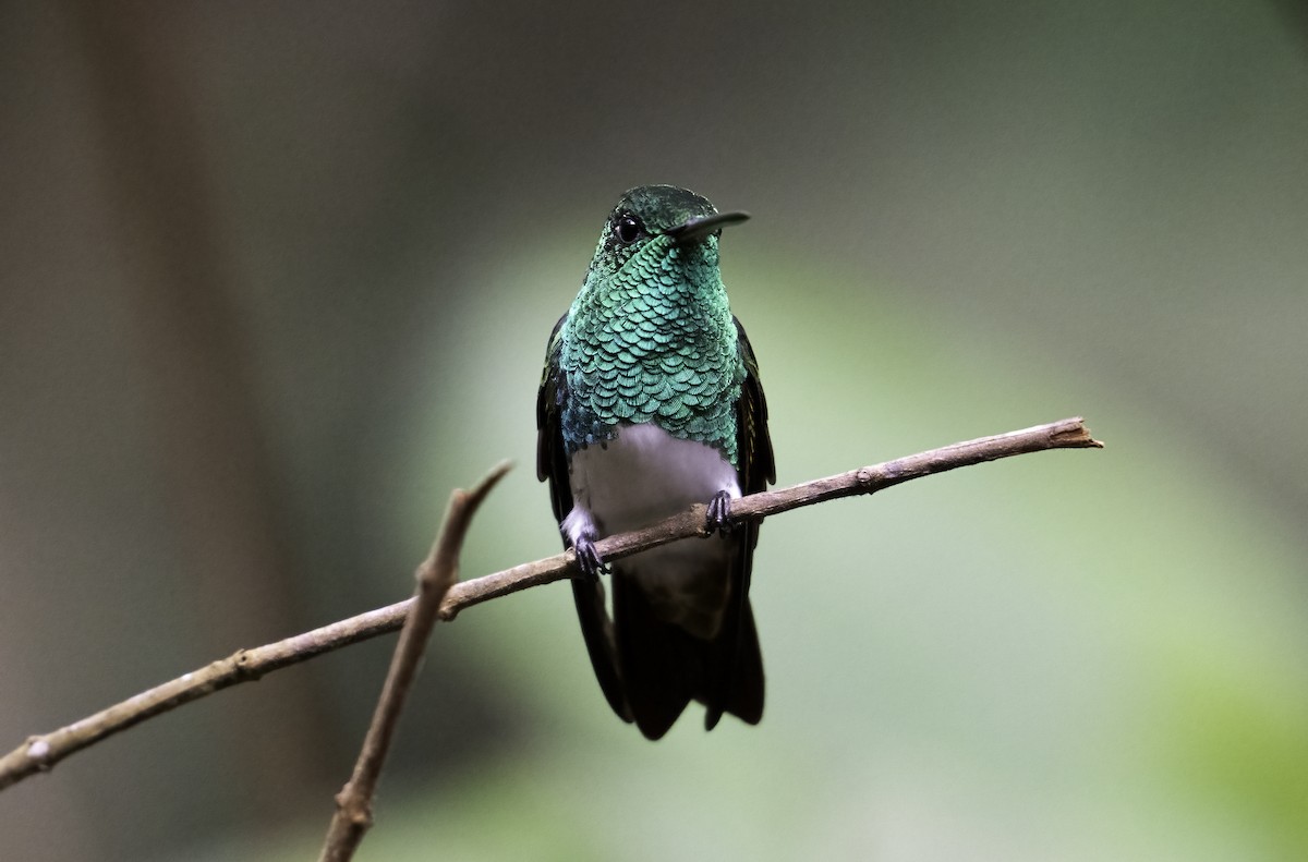 Snowy-bellied Hummingbird - ML623998132