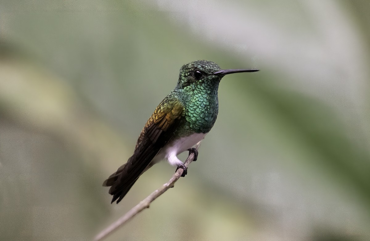 Snowy-bellied Hummingbird - ML623998134