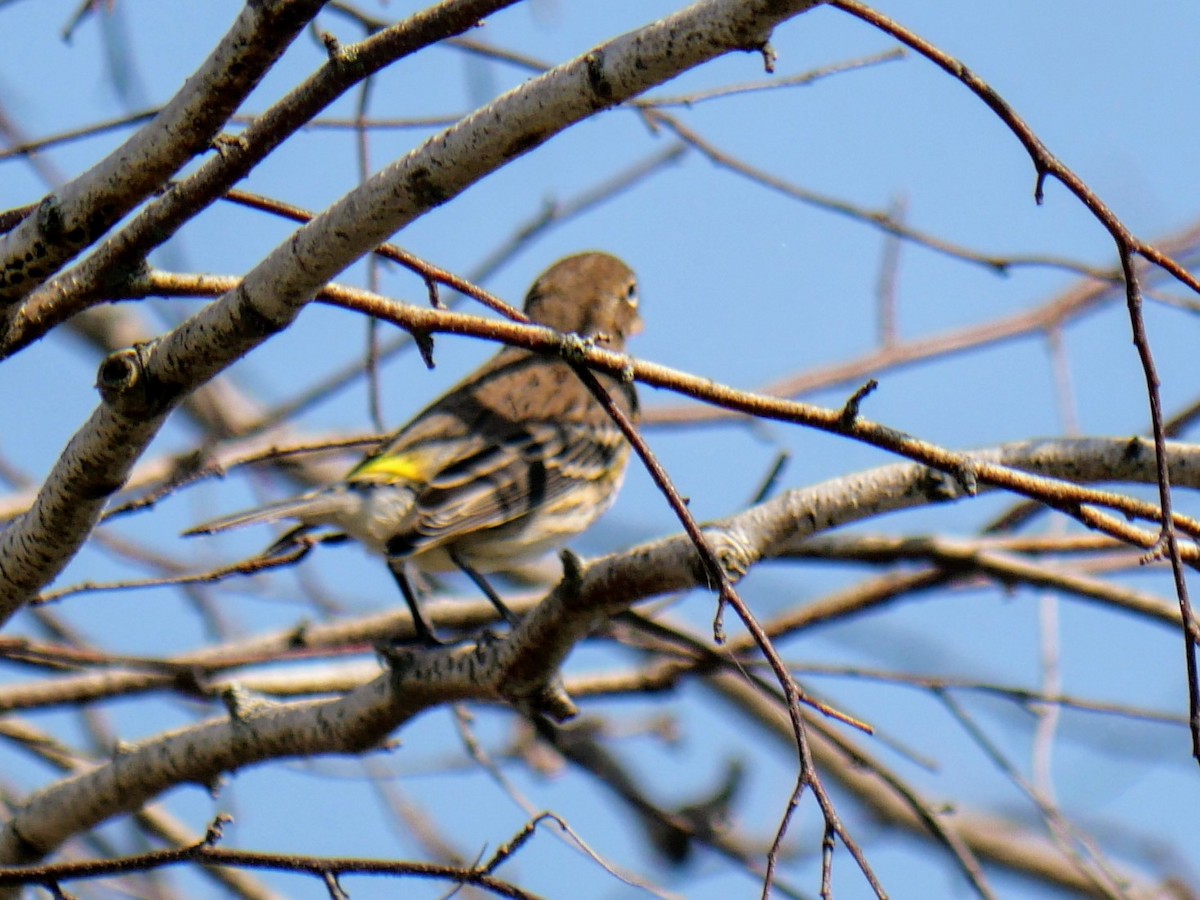 Yellow-rumped Warbler - ML623998138