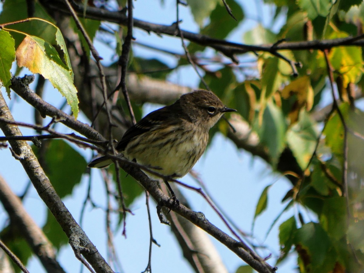 Yellow-rumped Warbler - ML623998139