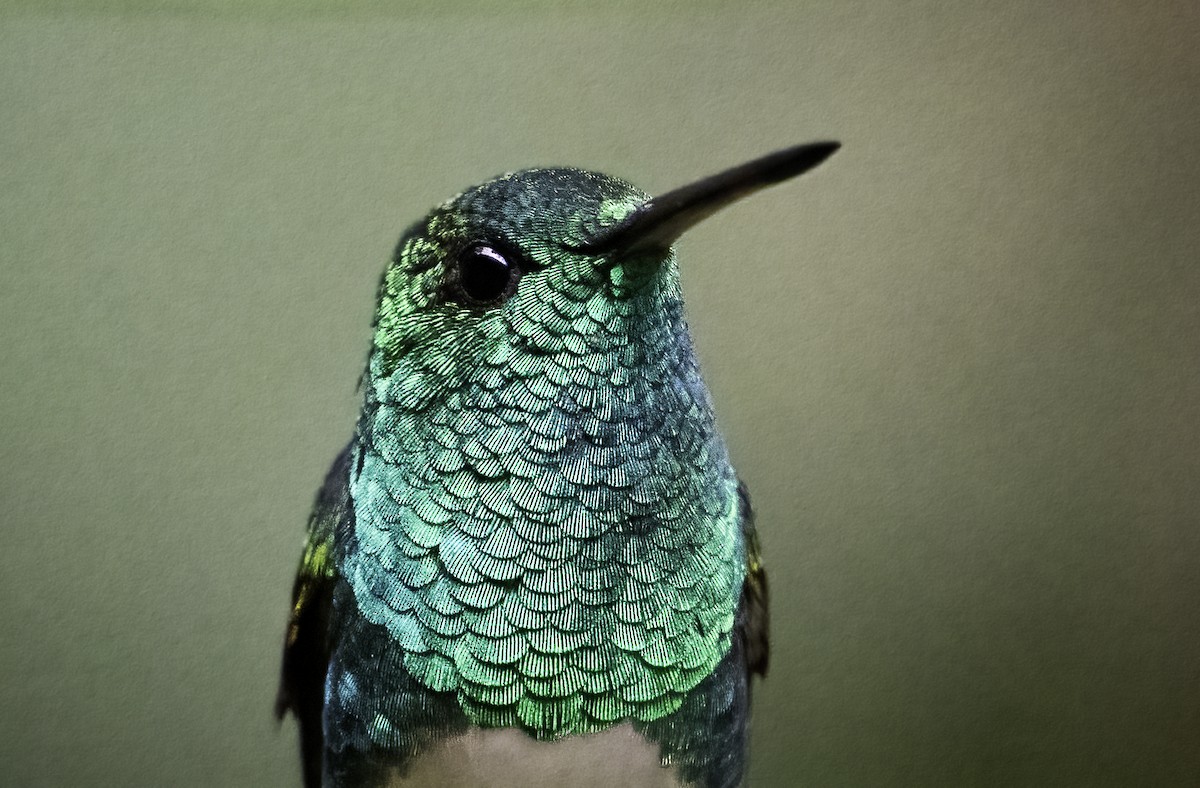 Snowy-bellied Hummingbird - ML623998147