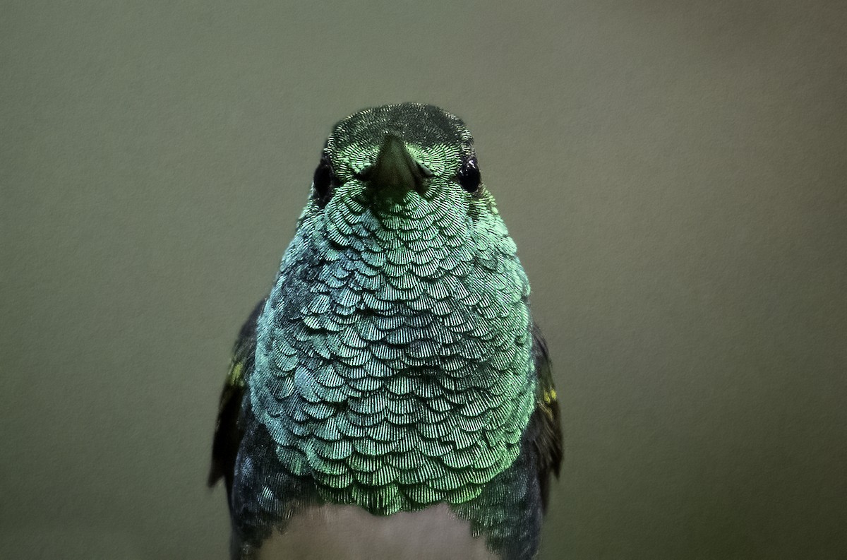 Snowy-bellied Hummingbird - ML623998148