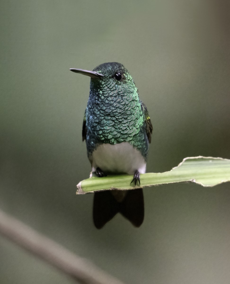 Snowy-bellied Hummingbird - ML623998151