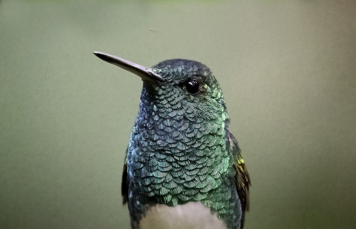 Snowy-bellied Hummingbird - ML623998152