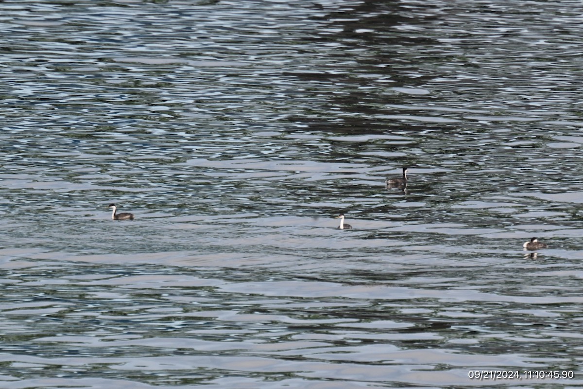 Western Grebe - ML623998210