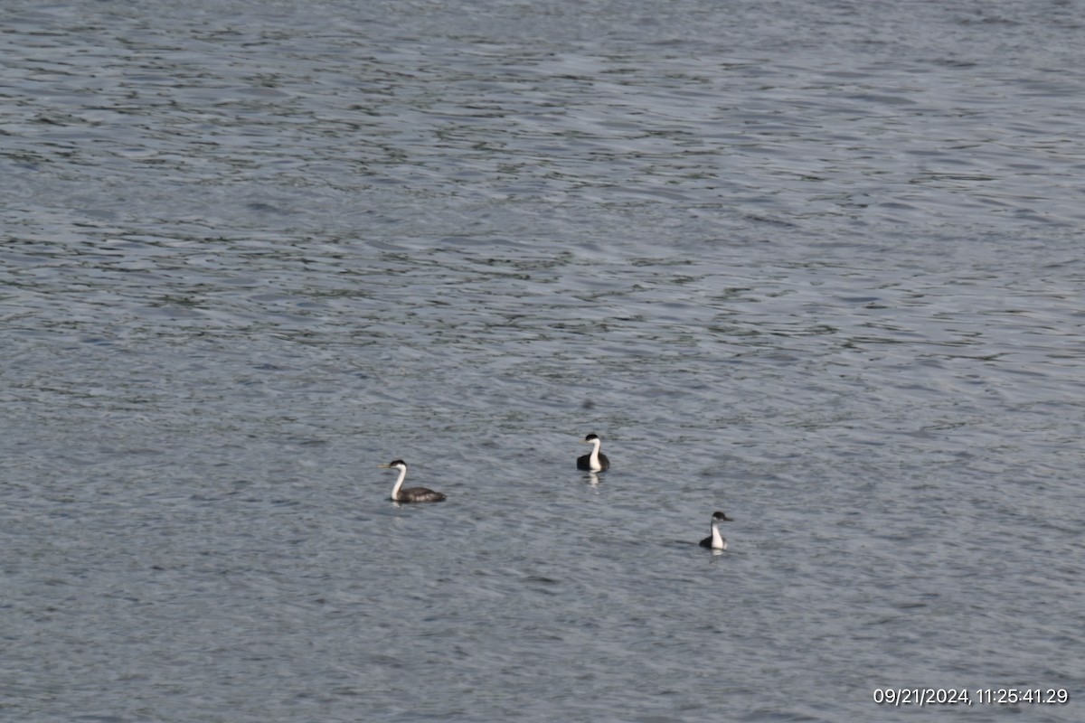 Western Grebe - ML623998212