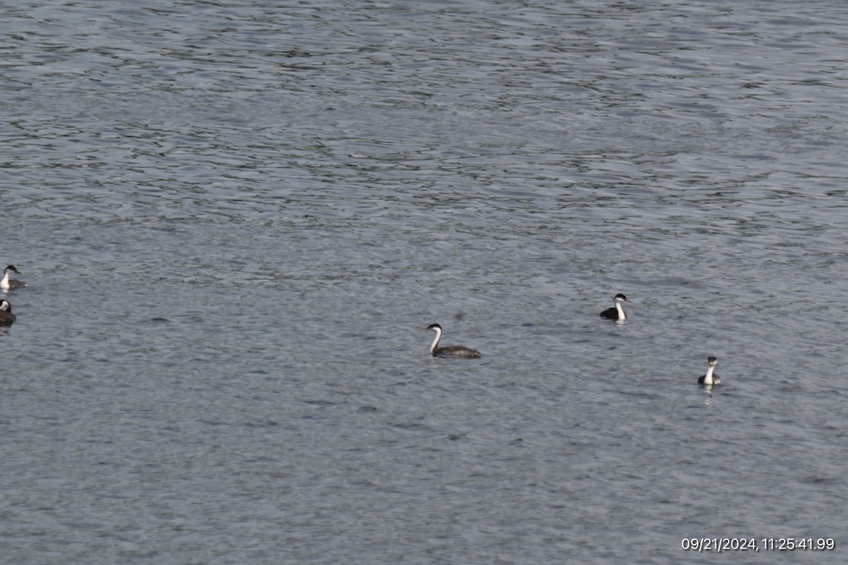 Western Grebe - ML623998213