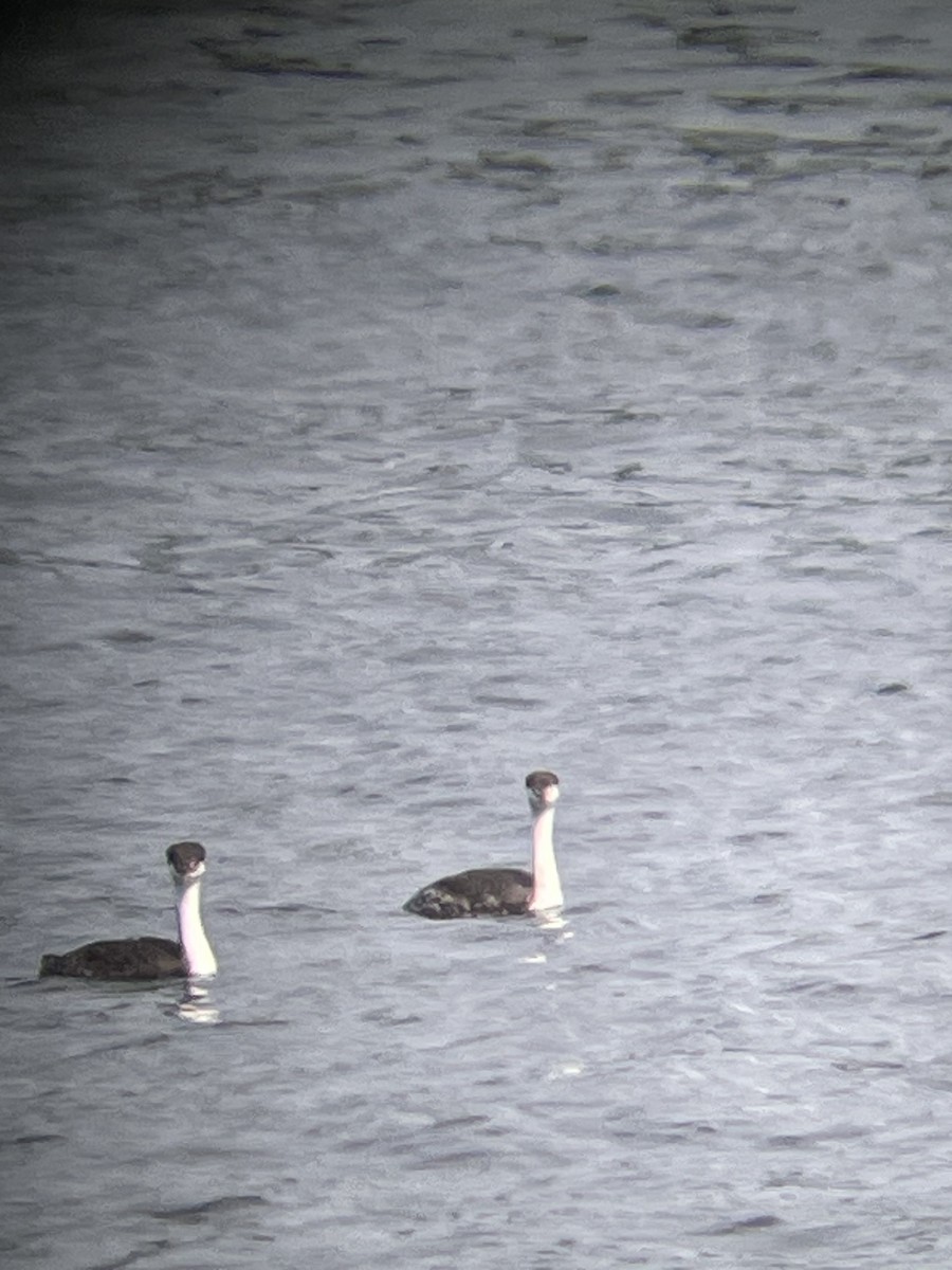 Western Grebe - ML623998216