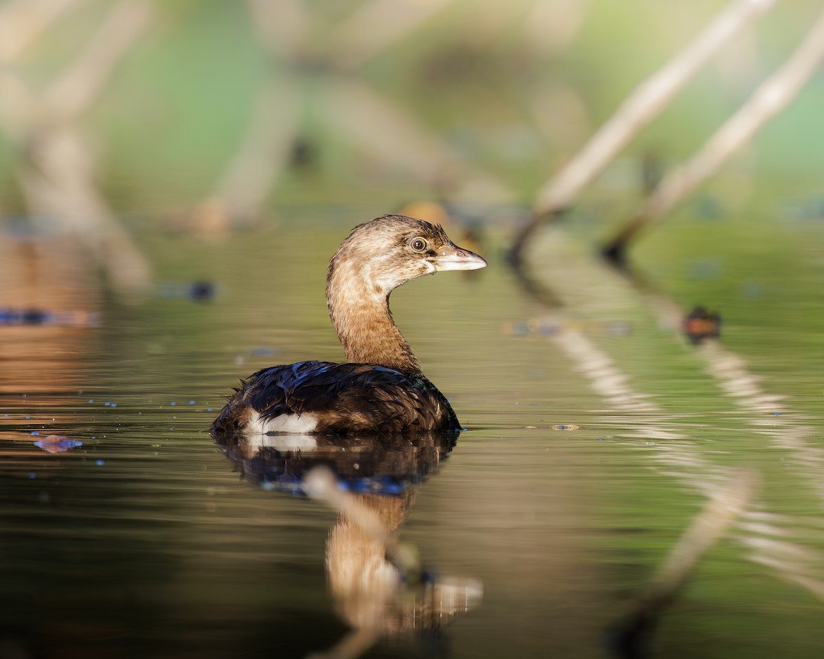 Pied-billed Grebe - Keenan Ransome