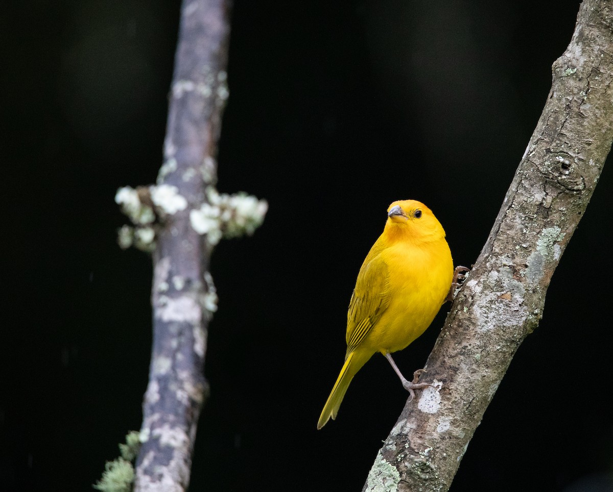 Saffron Finch - ML623998226