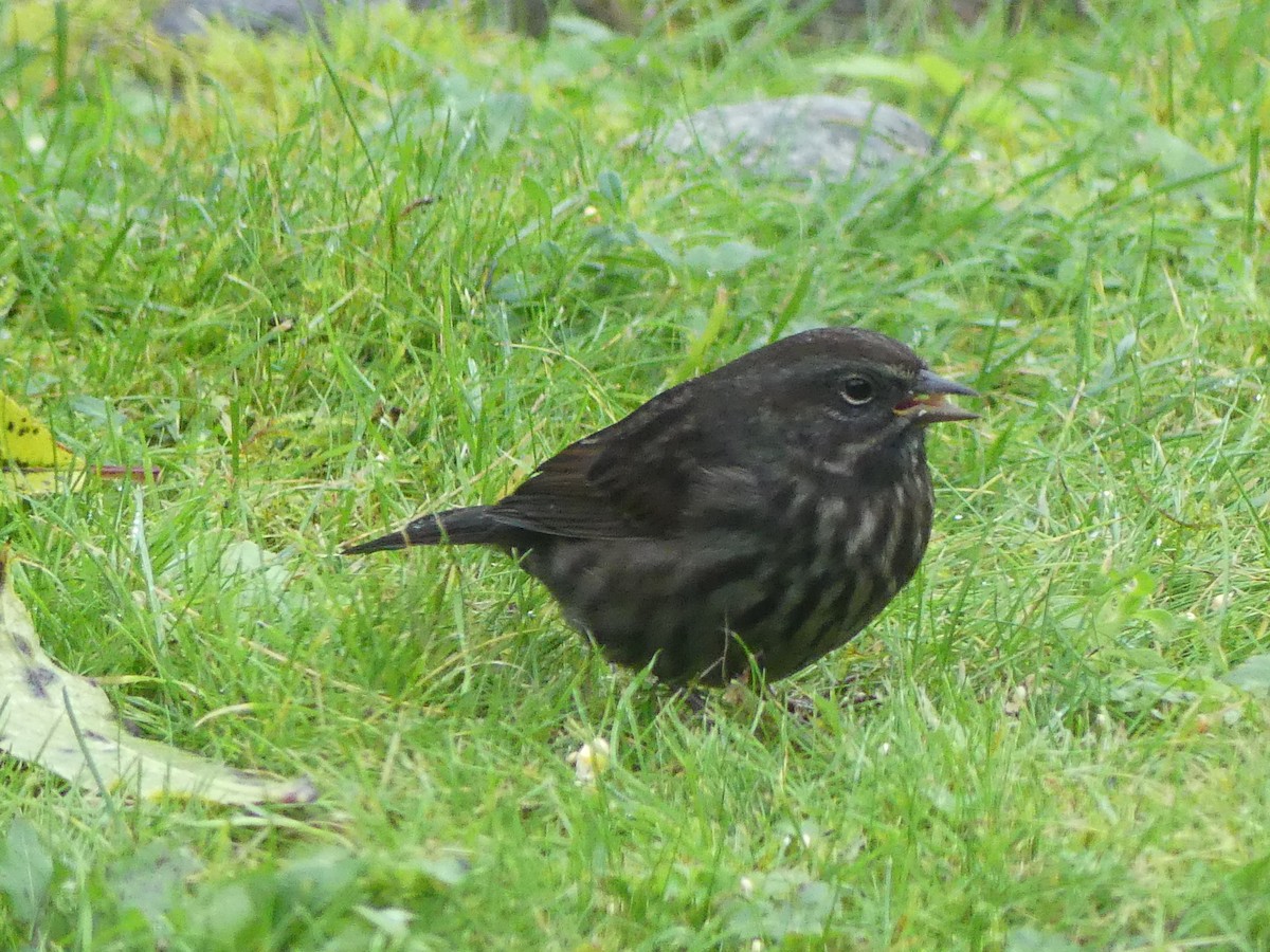 Song Sparrow - ML623998229