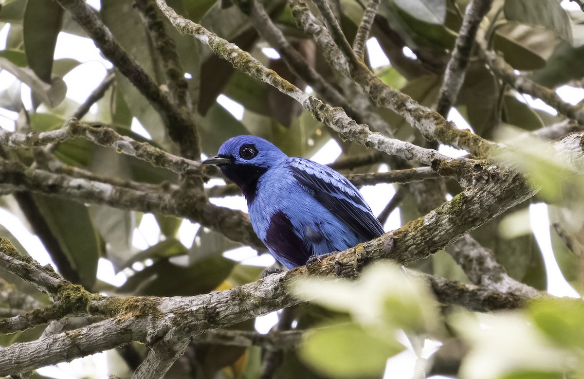 Cotinga Azul - ML623998232