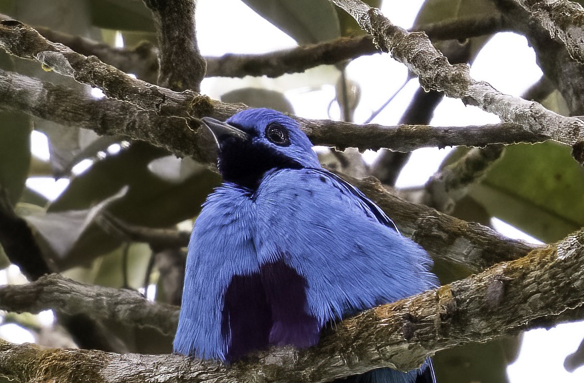 Cotinga Azul - ML623998236