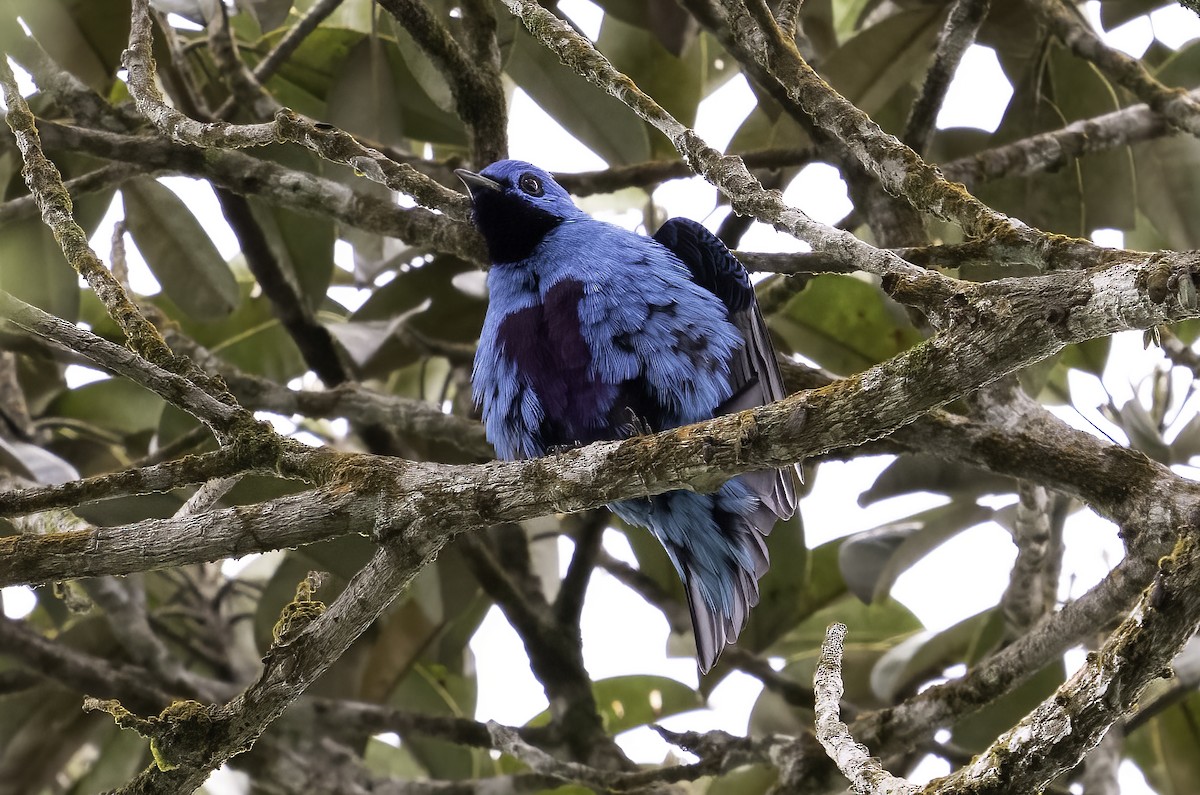 Cotinga Azul - ML623998239