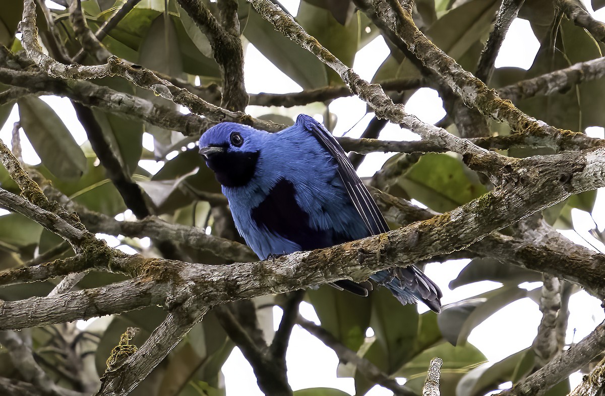 Cotinga Azul - ML623998241