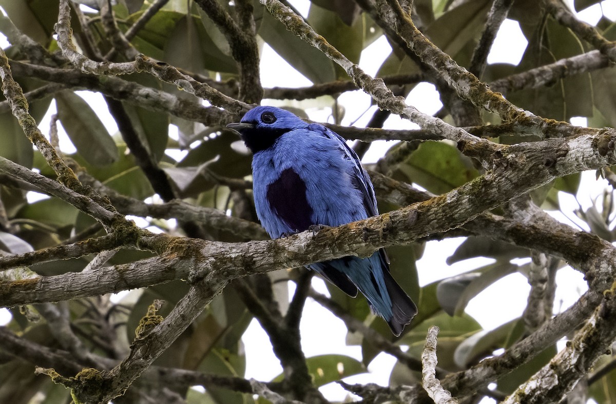 Cotinga Azul - ML623998247