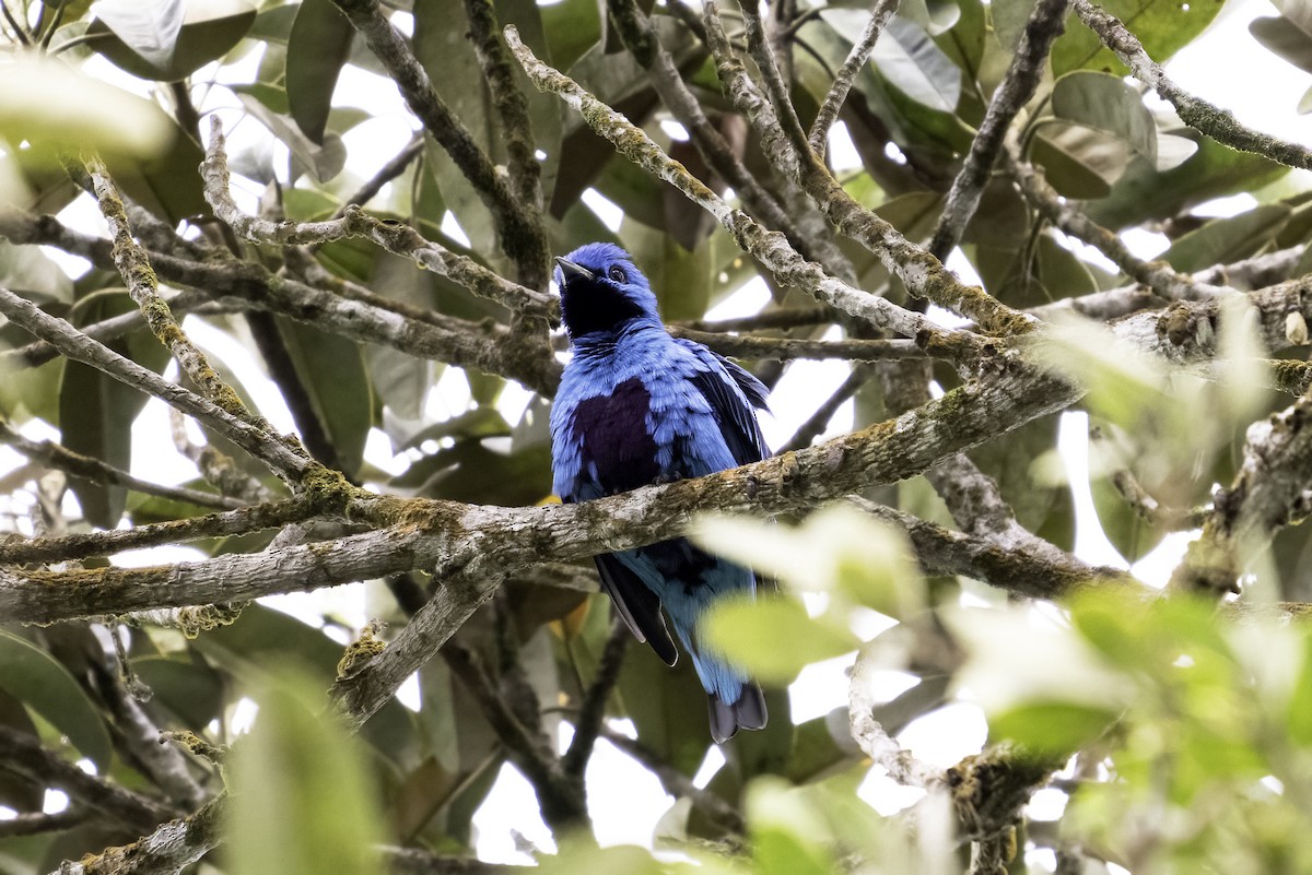 Cotinga Azul - ML623998257