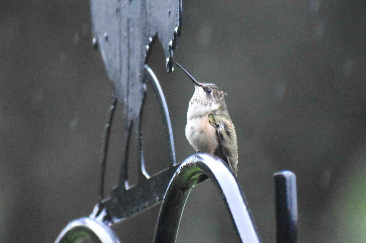 Ruby-throated Hummingbird - Claire H