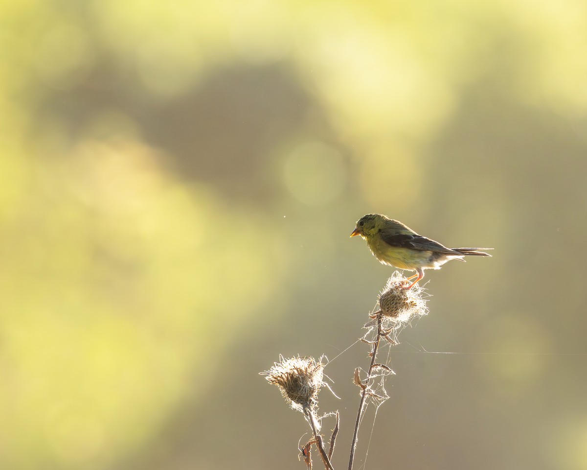 American Goldfinch - ML623998270