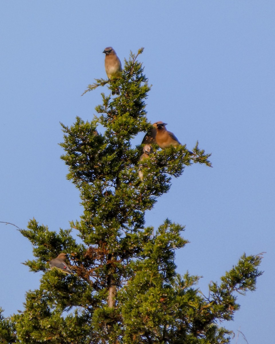 Cedar Waxwing - ML623998274