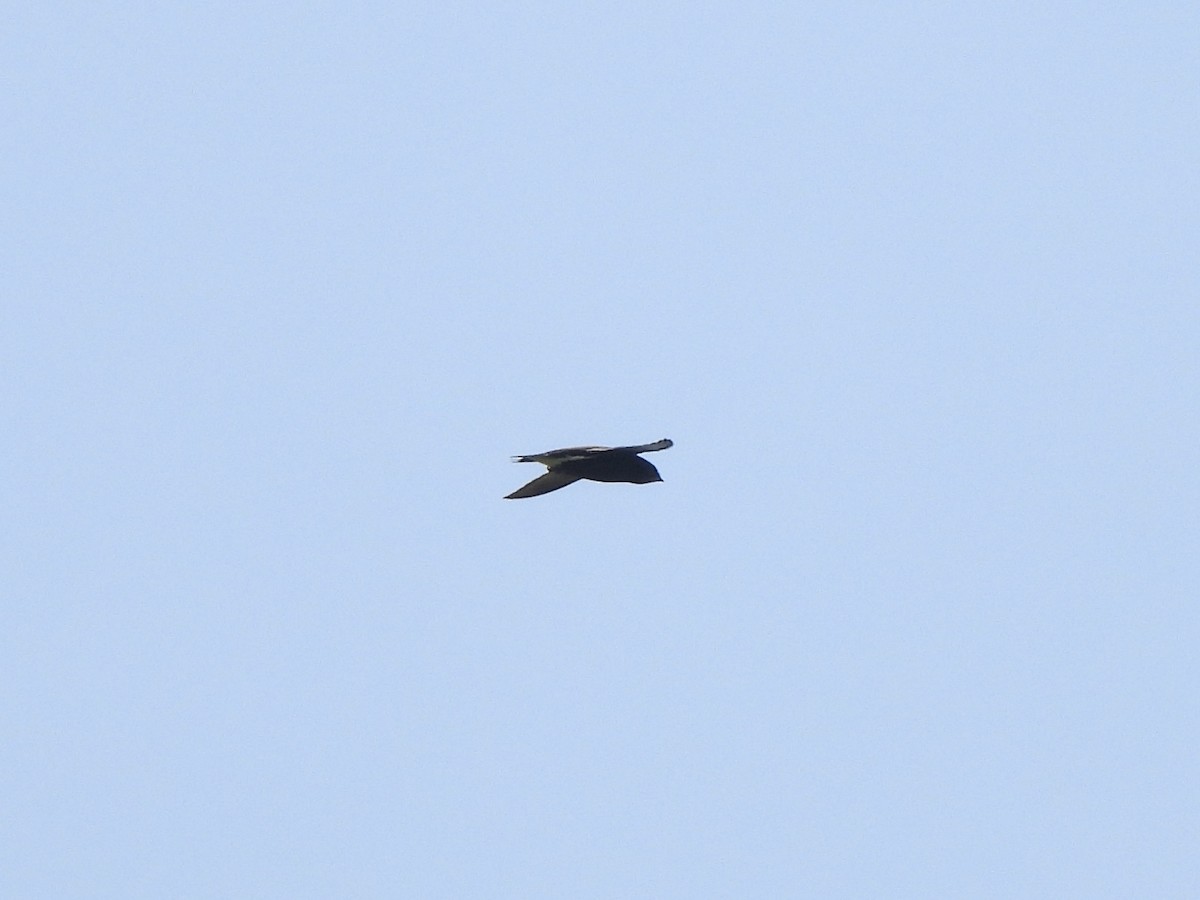 Brown-backed Needletail - ML623998275