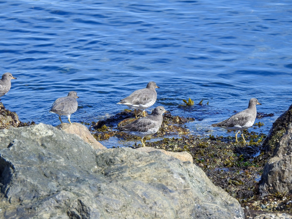 Surfbird - ML623998297