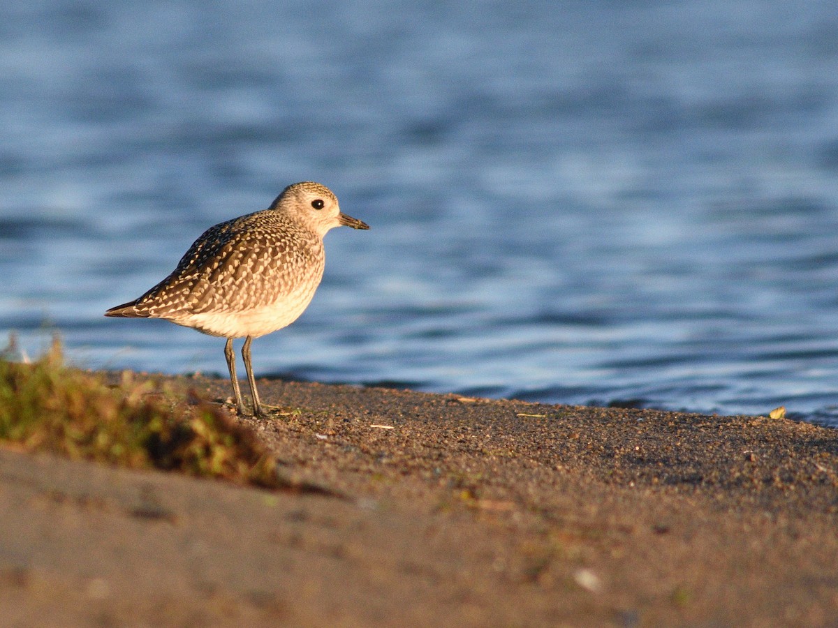 Black-bellied Plover - ML623998307