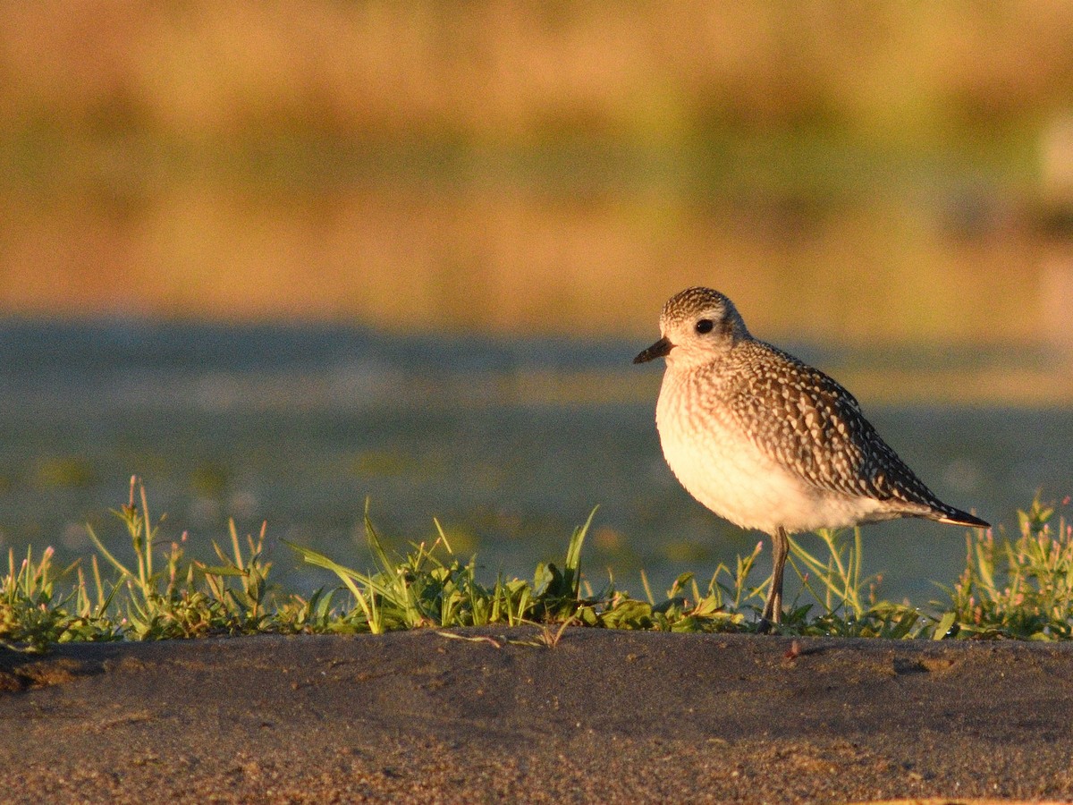 Black-bellied Plover - ML623998308