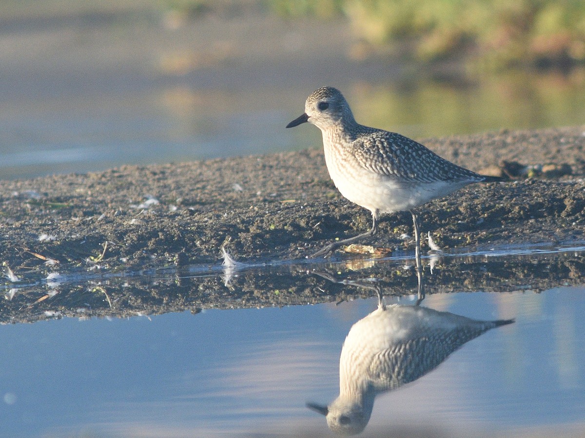 Black-bellied Plover - ML623998309