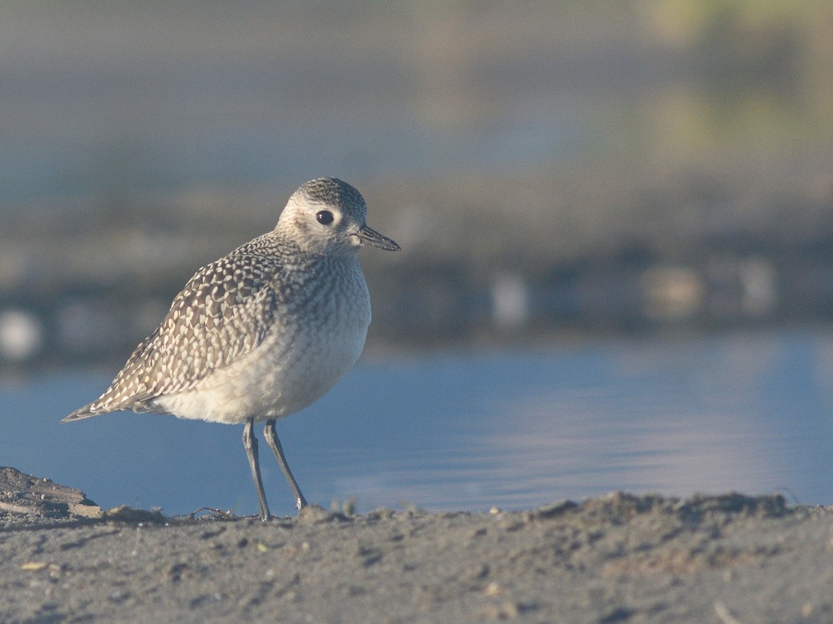 Black-bellied Plover - ML623998310