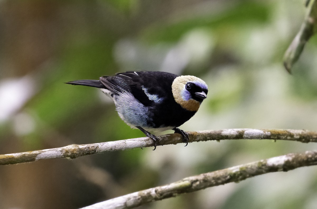 Golden-hooded Tanager - ML623998325