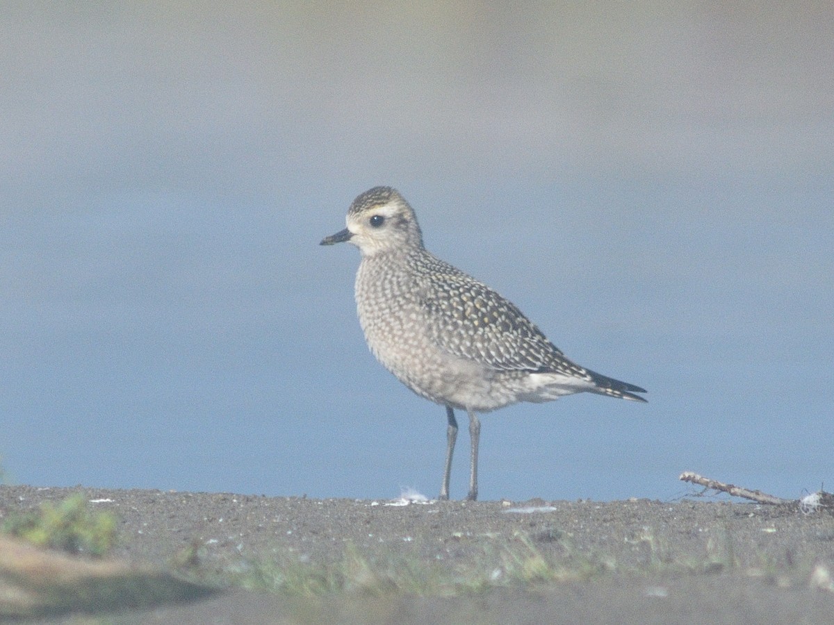 American Golden-Plover - ML623998332